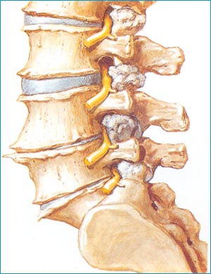 lumbosacral spine
